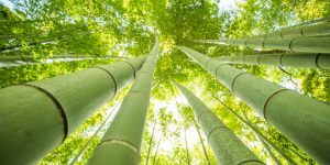 Bambu - Construye tu Marca